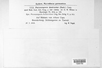 Peronospora destructor image
